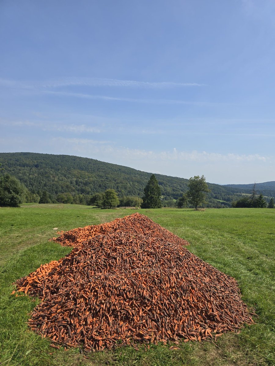 ‼ Kilkadziesiąt ton marchwi wysypanych przy granicy Magurskiego Parku Narodowego – mają wywabiać zwierzęta z parku, aby myśliwi mogli je zabijać ‼
----
Parki narodowe powstały po to, by chronić przyrodę – całe ekosystemy i żyjące w nich gatunki.
Tymczasem zwierzęta z