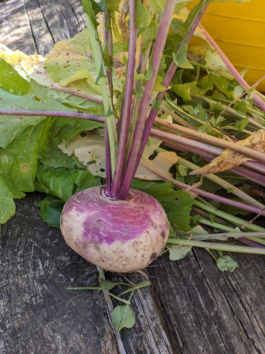 DawnAJWitney's tweet photo. Channelling #Baldrick vibes with our big turnip in the country https://t.co/8IXeapHq21