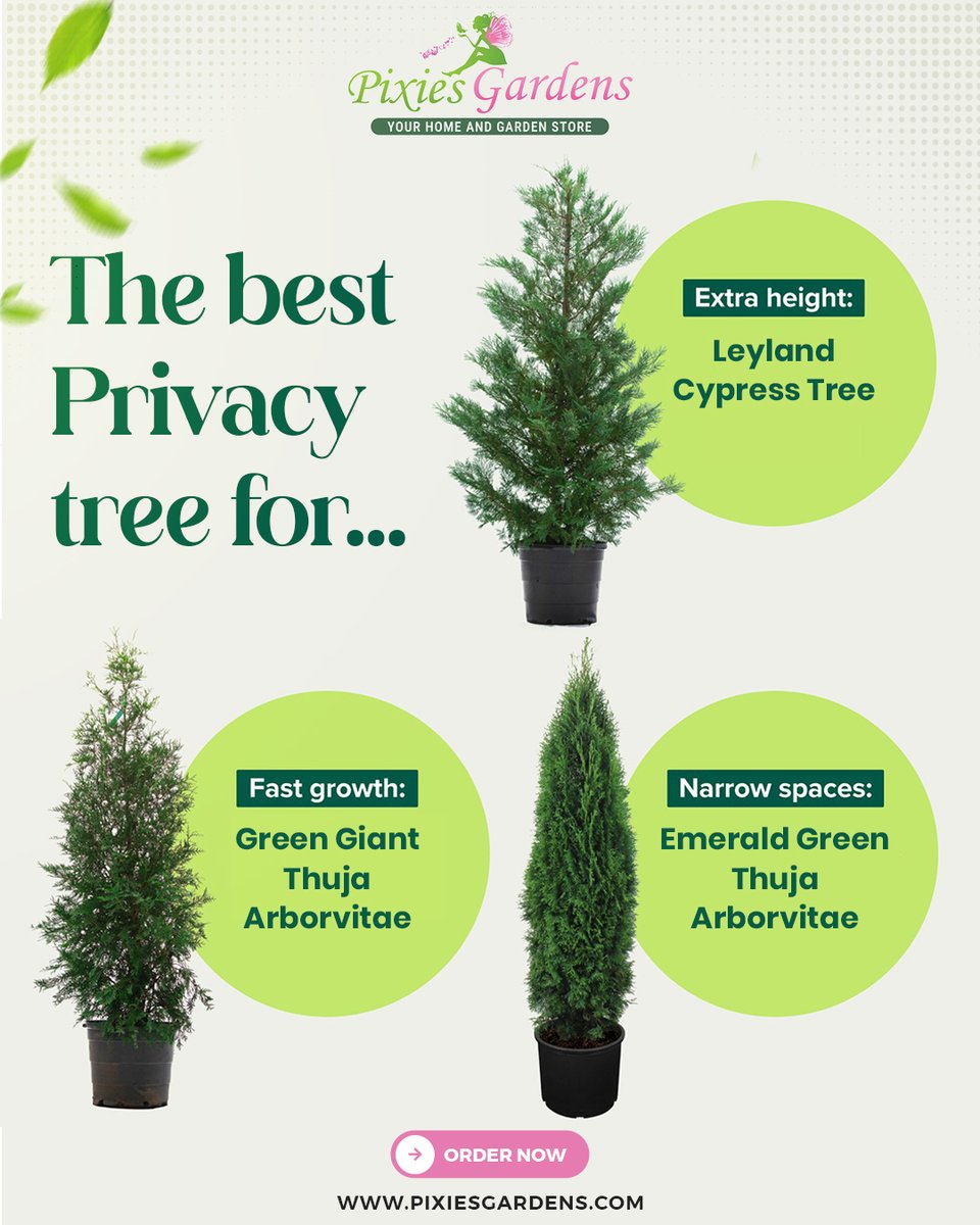 PixiesGardens's tweet image. 🏡 Create a natural privacy wall 🌿
🌲 Leyland Cypress – Extra Height
🌳 Green Giant Thuja – Fast Growth
🌱 Emerald Green Thuja – Perfect for Narrow Spaces

🌐 Shop: pixiesgardens.com

#PrivacyTrees #BackyardLandscaping #PixiesGardens #FastGrowingTrees