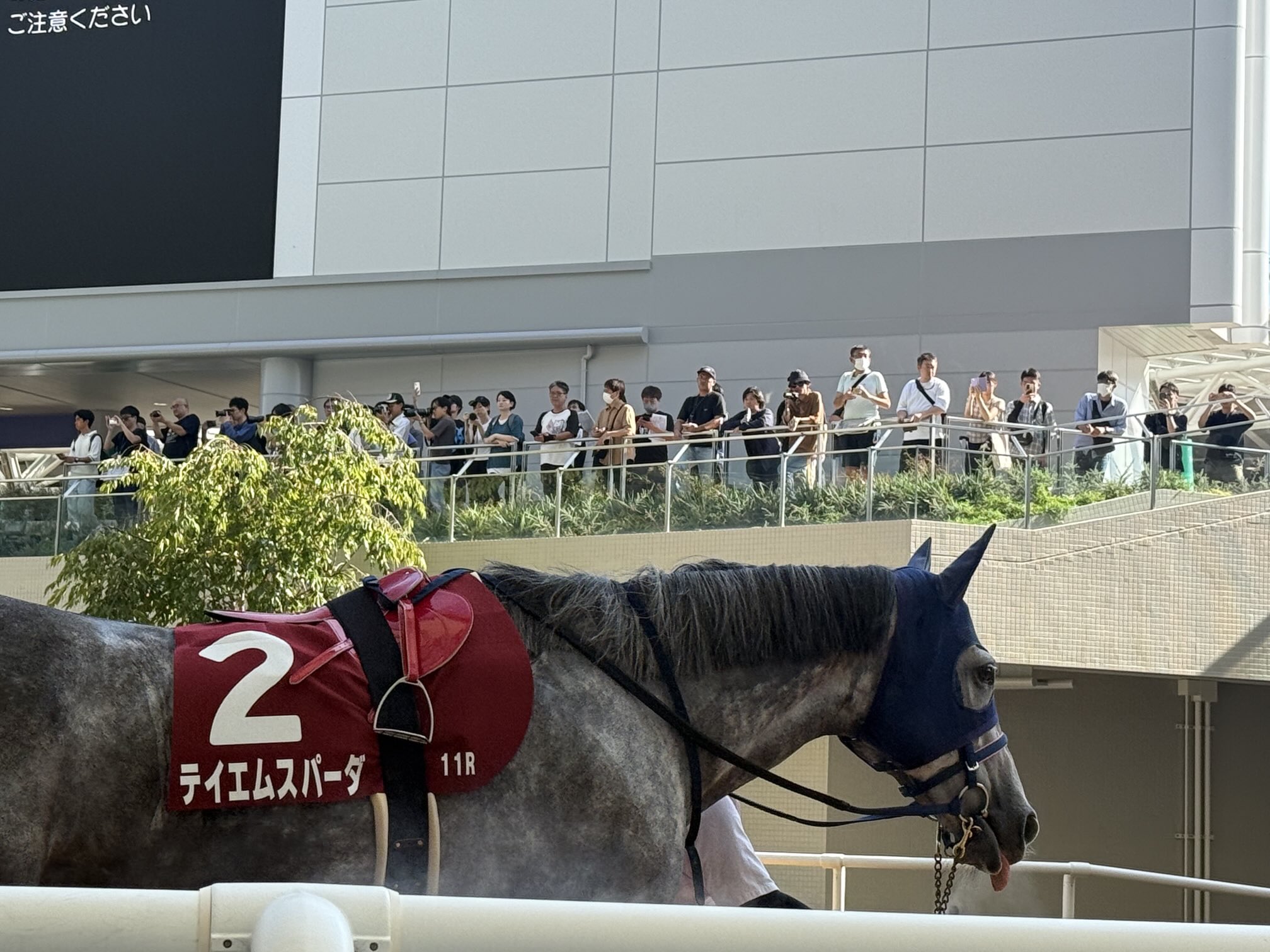ゴルたん🐎 (@goldgold_ship) / X
