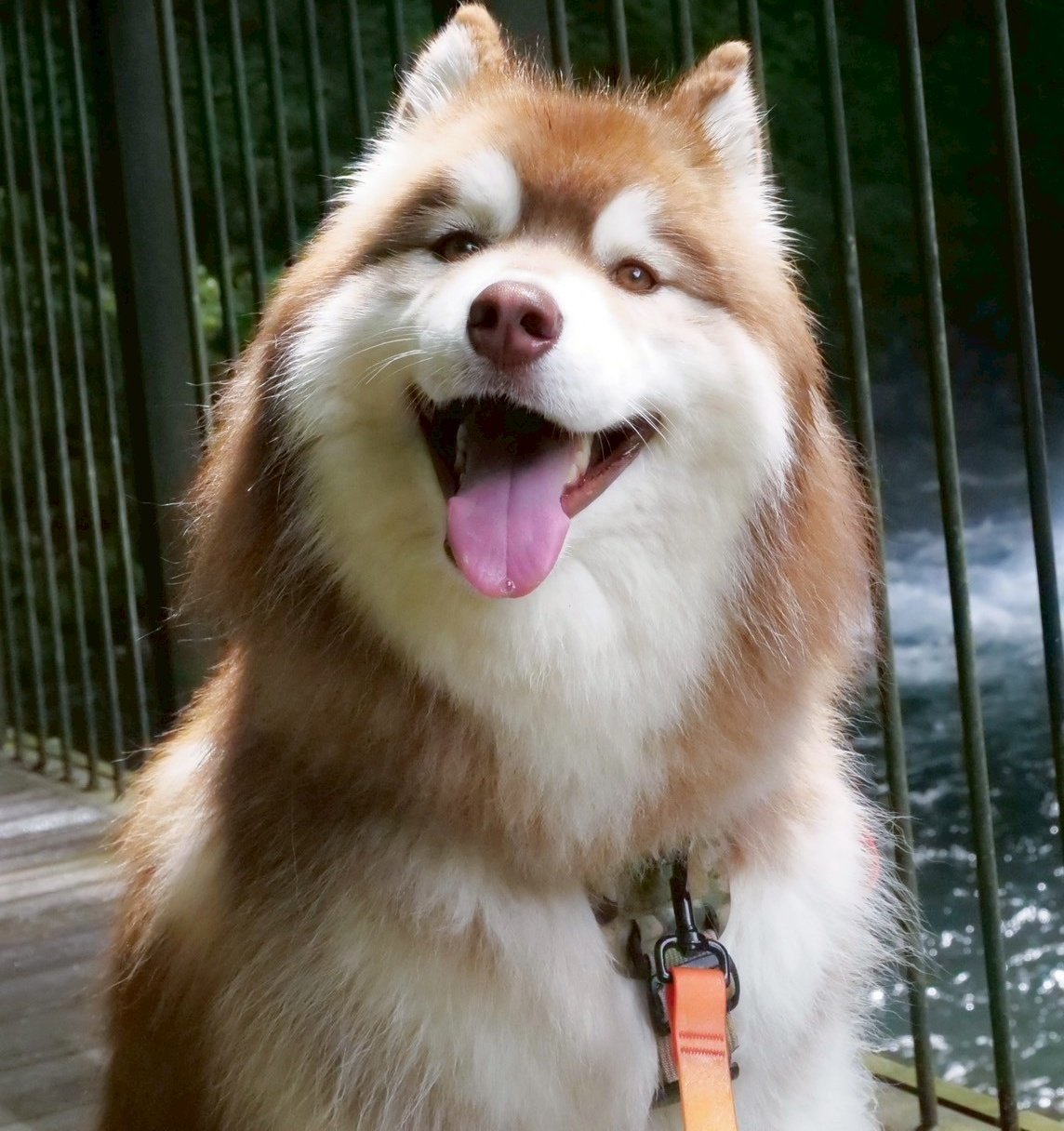 はっぴぃはっぴぃ はっぴぃ はっぴぃ (@CheeseDeHappy) / X