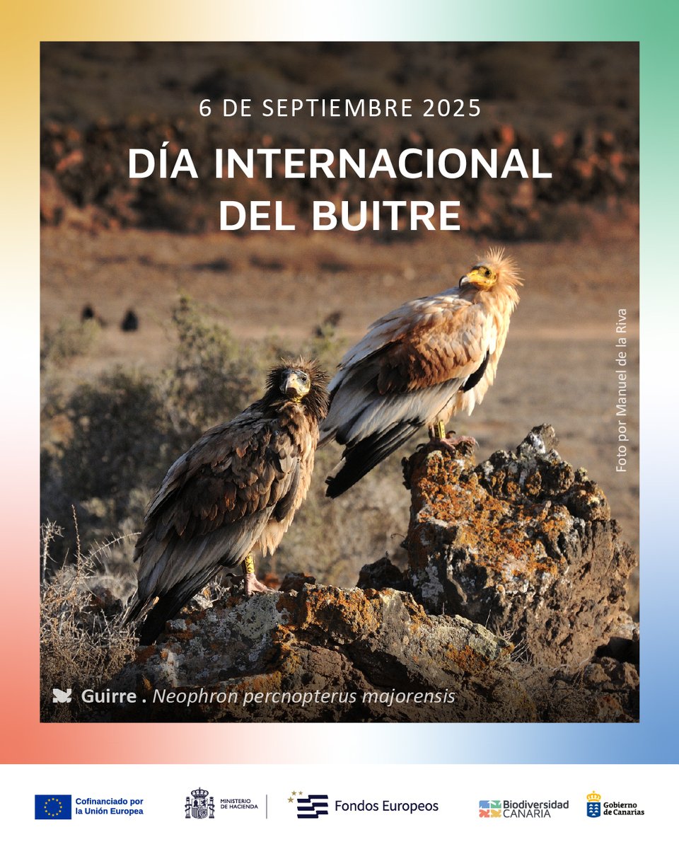 Aprovechamos el Día Internacional del Buitre para hablar sobre el guirre (𝘕𝘦𝘰𝘱𝘩𝘳𝘰𝘯 𝘱𝘦𝘳𝘤𝘯𝘰𝘱𝘵𝘦𝘳𝘶𝘴 𝘮𝘢𝘫𝘰𝘳𝘦𝘯𝘴𝘪𝘴), nuestra única rapaz carroñera, una subespecie endémica de las islas que, a finales del s. XX, estuvo al borde de la extinción. 🧵⬇️