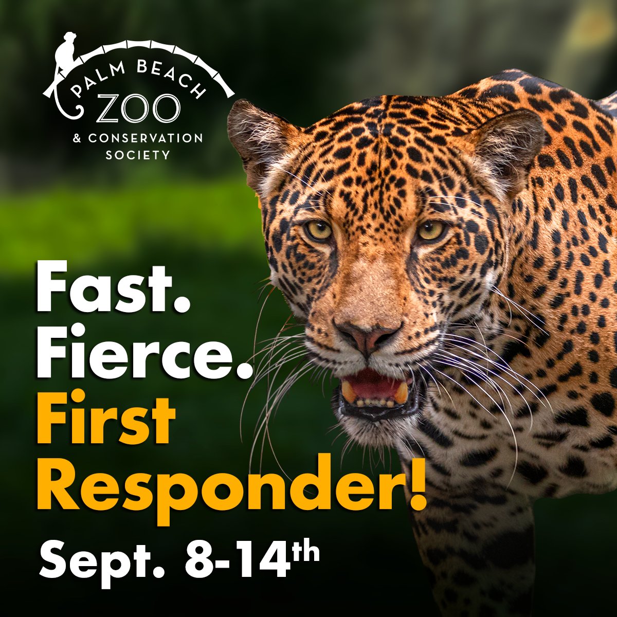 We are honoring First Responders Week this Monday, September 8 - Sunday, September 14.  First Responders receive free admission, plus 50% off for up to three guests!

#firstresponders #palmbeachzoo #westpalmbeach #lovefl #thepalmbeaches #jaguar