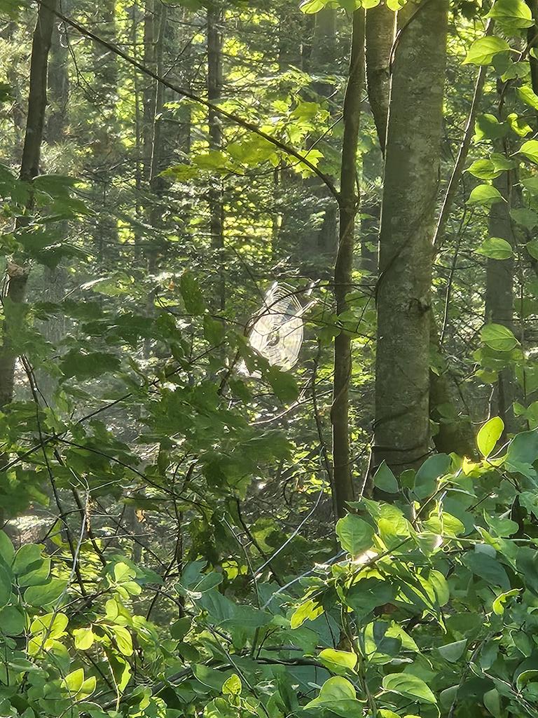 Today is discovered <a href="/Jorogushi/">Jorogushi 🕷️🕸️</a> is my neighbor. Small world