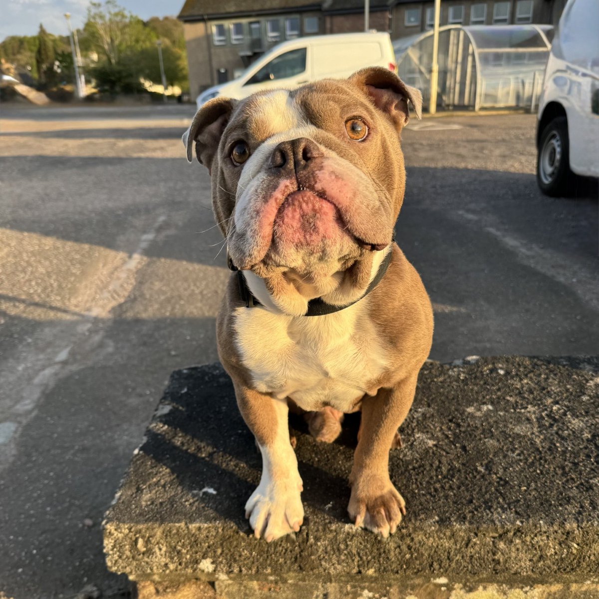 Rocky is looking for a new home, he is a beautiful 7 year old Bulldog. Rocky would be best in a home with older kids - not too keen on other dogs. Can you help him on his way and share his appeal? All his details are here help2rehome.com