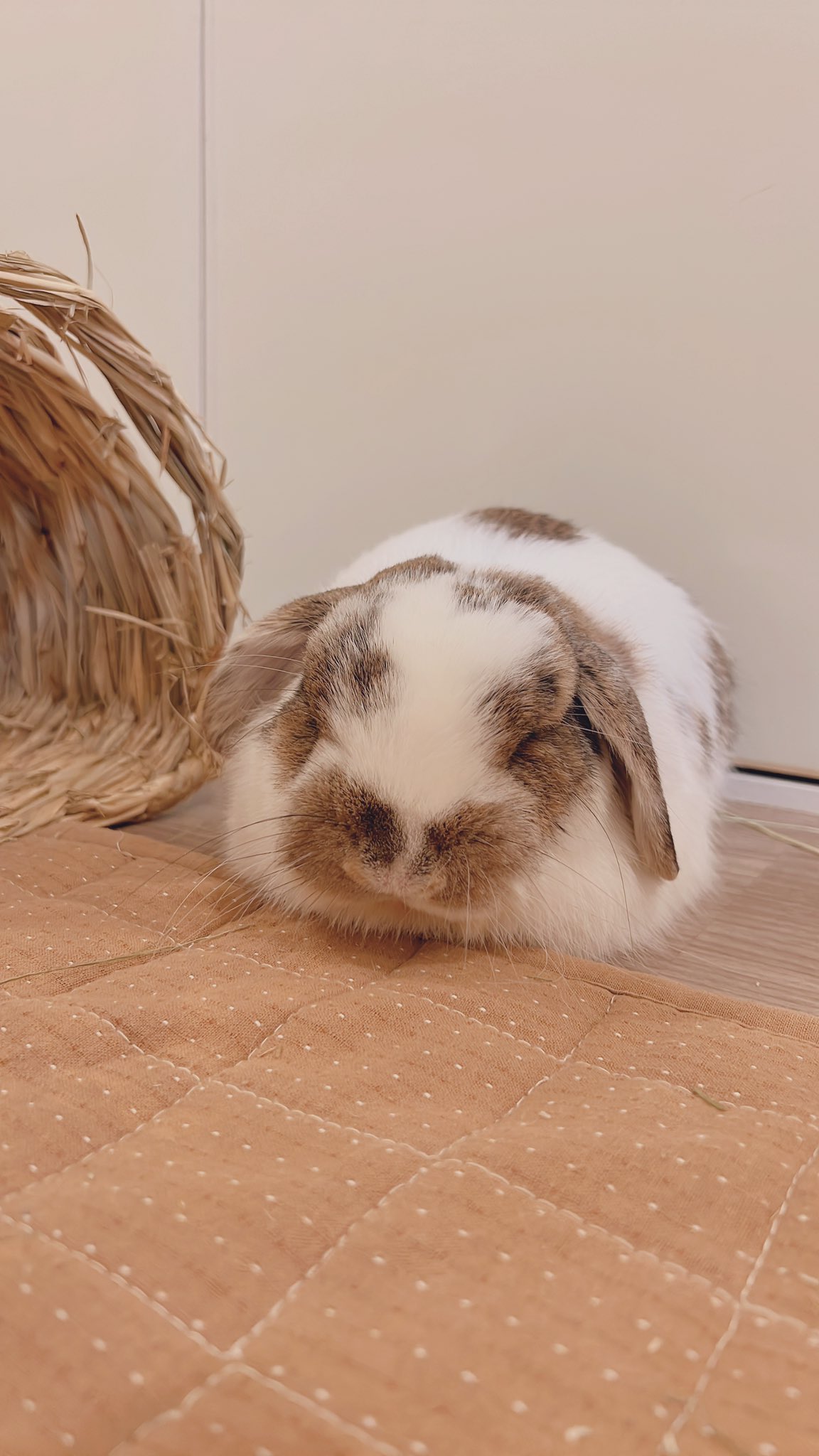 おれんじうさぎ 仔うさぎ情報 うさぎ専門店_Net Rabbit