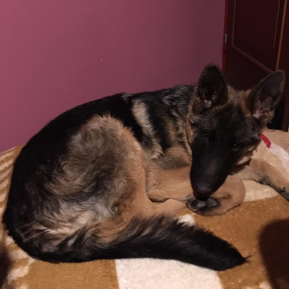 H a k n e e D a w g tweet media