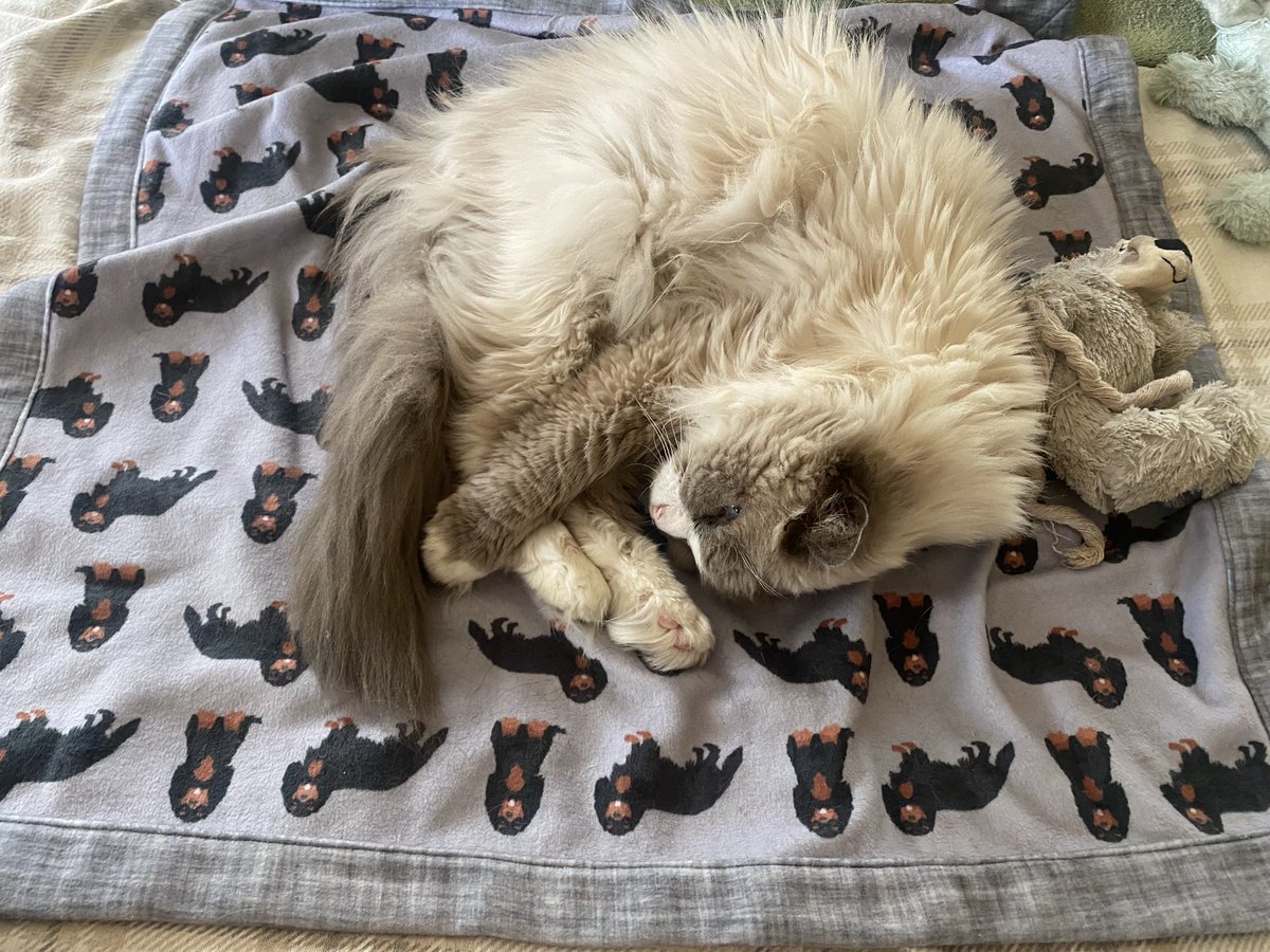 Hi Pals, my name is Oliver and
I'm 18 years old, I'm a friend of Fedora's and I also love her #PLCouture#blanket.
Shhh don't tell her 😅😁😂😂😂💖