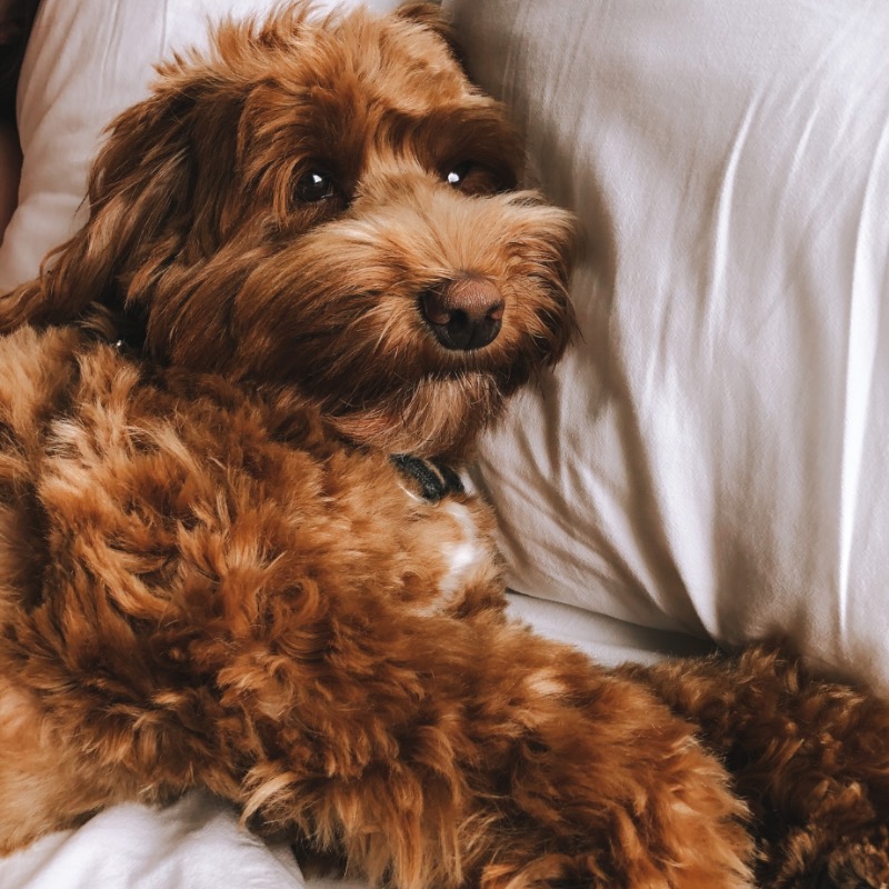 There are two types of dogs...

The ones that sleep at your feet, and the ones that sleep on your pillow like they paid the mortgage.