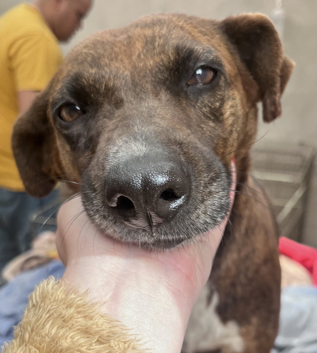 La rescatamos cuando un malnacido le dio un machetazo. Hoy podemos decir que ya está recuperada!!! 
Buscamos una familia para Maya!! 
Para adoptarla escribir por WhatsApp al 1123750899