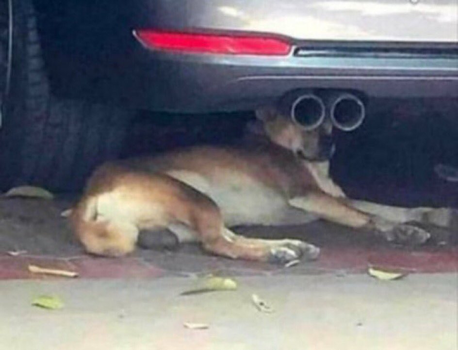 Devant LCP pour voir si il va chialax