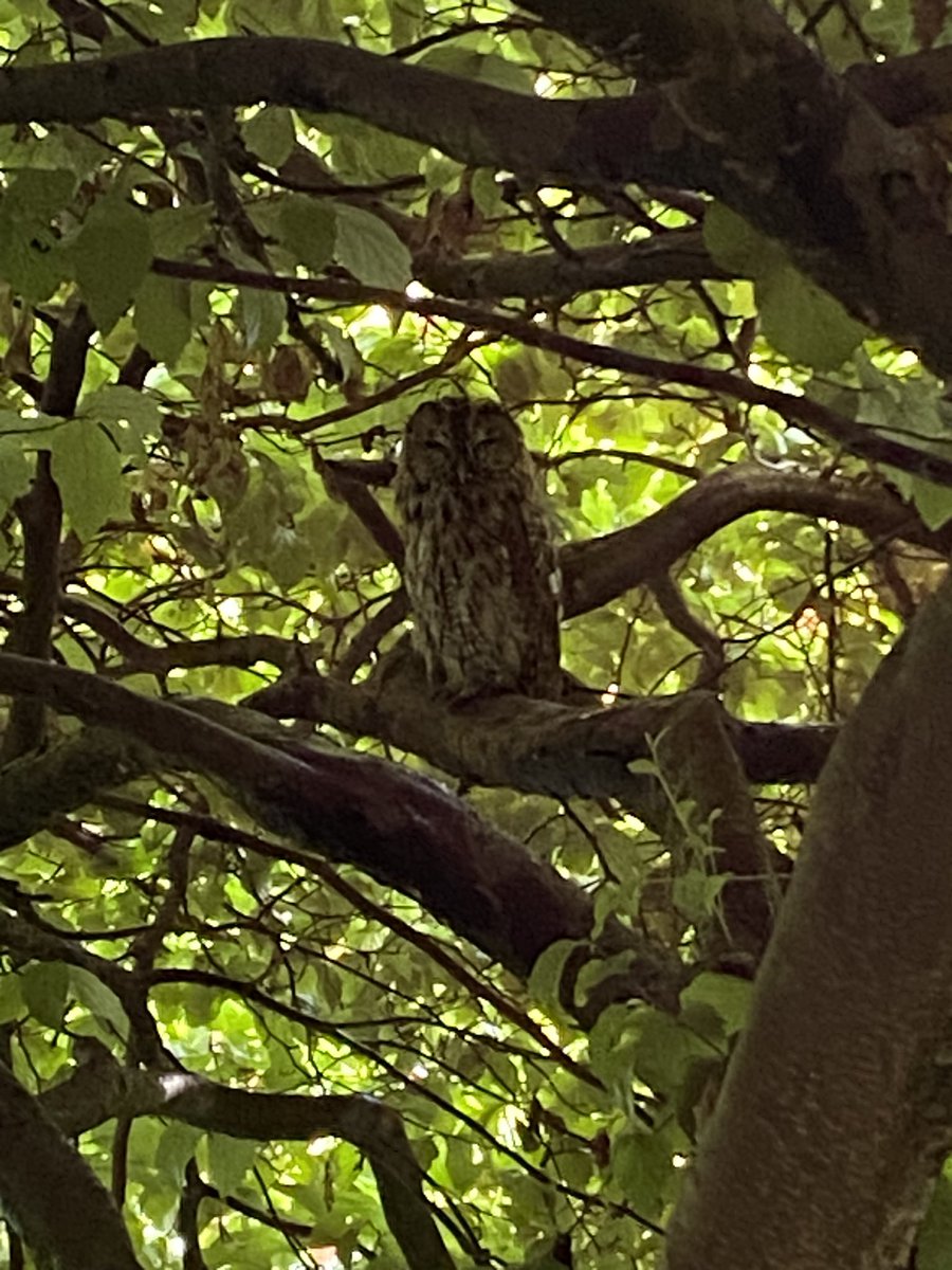 The chief pest controller is asleep whilst on duty. This handsome tawny owl roosts in my Parrotia during the day and has become increasingly trusting when I am about. We had wood pigeons nesting a few feet away earlier in the year. #fairviewyearround