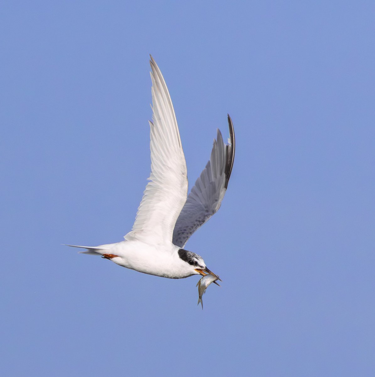 miles_cluff's tweet image. Had a blast watching this adult Little Tern at Holme Pierrepont last night, a really rare autumn bird here in Notts, and not a plumage I seen much of too. Convinced these birds run on a nuclear reactor, so much energy. Thanks again to @Alan_HP_Notts for the find.
@NottsBirders