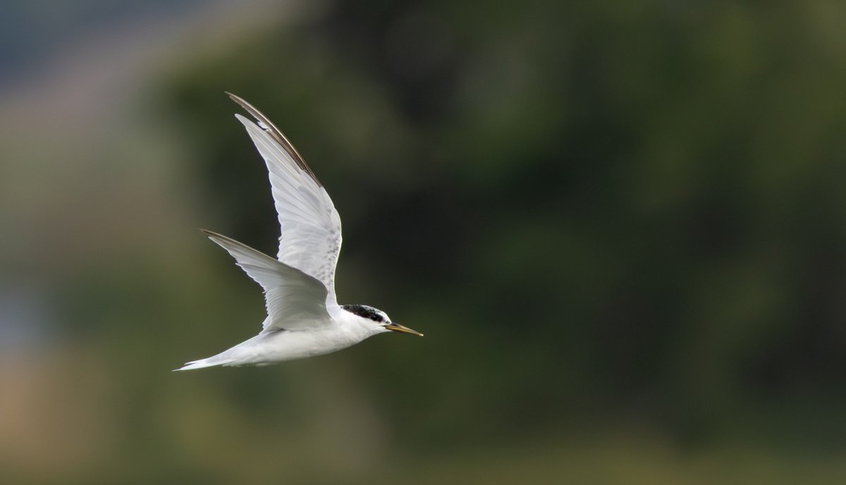 miles_cluff's tweet image. Had a blast watching this adult Little Tern at Holme Pierrepont last night, a really rare autumn bird here in Notts, and not a plumage I seen much of too. Convinced these birds run on a nuclear reactor, so much energy. Thanks again to @Alan_HP_Notts for the find.
@NottsBirders