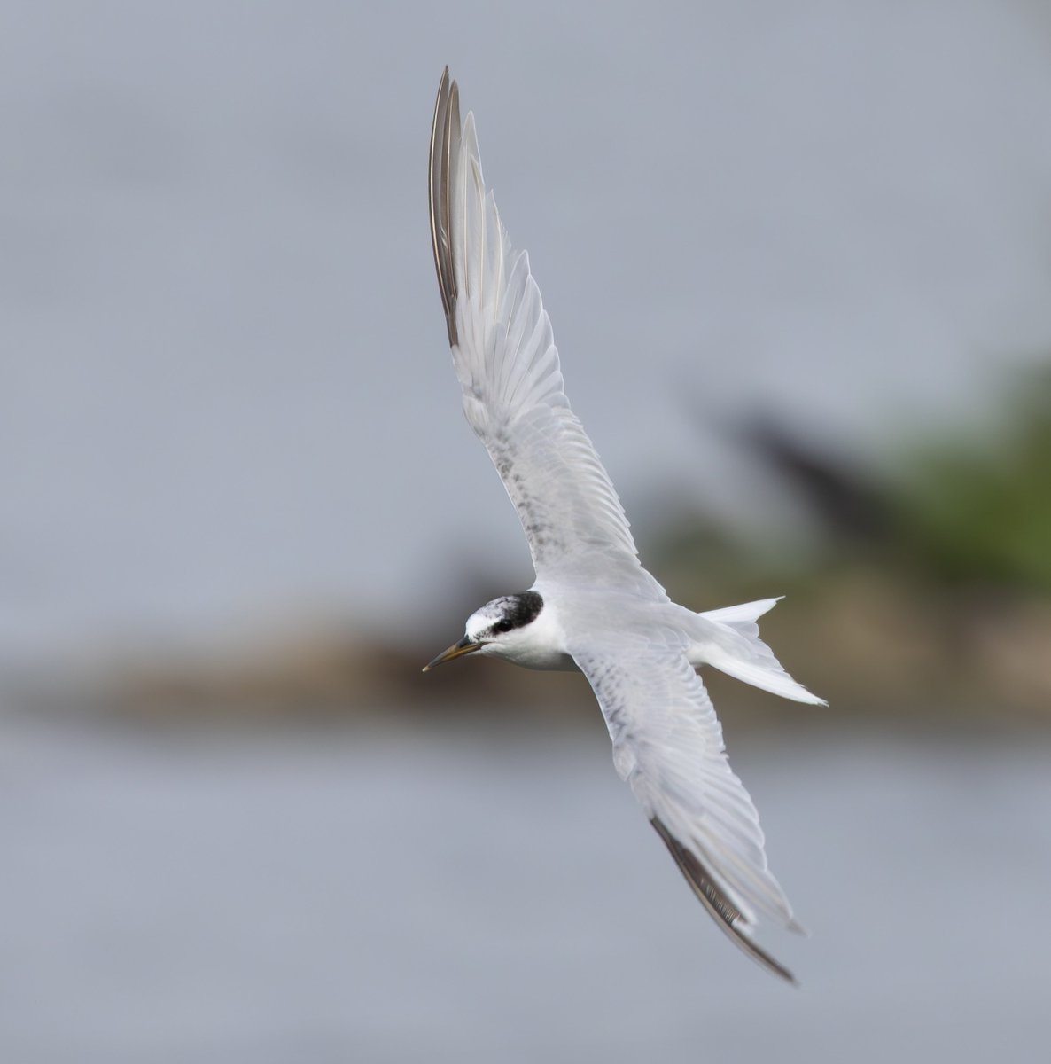 Had a blast watching this adult Little Tern at Holme Pierrepont last night, a really rare autumn bird here in Notts, and not a plumage I seen much of too. Convinced these birds run on a nuclear reactor, so much energy. Thanks again to <a href="/Alan_HP_Notts/">Alan_HP_Notts</a> for the find.
<a href="/NottsBirders/">Notts Birdwatchers</a>
