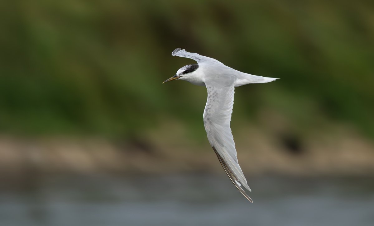 miles_cluff's tweet image. Had a blast watching this adult Little Tern at Holme Pierrepont last night, a really rare autumn bird here in Notts, and not a plumage I seen much of too. Convinced these birds run on a nuclear reactor, so much energy. Thanks again to @Alan_HP_Notts for the find.
@NottsBirders