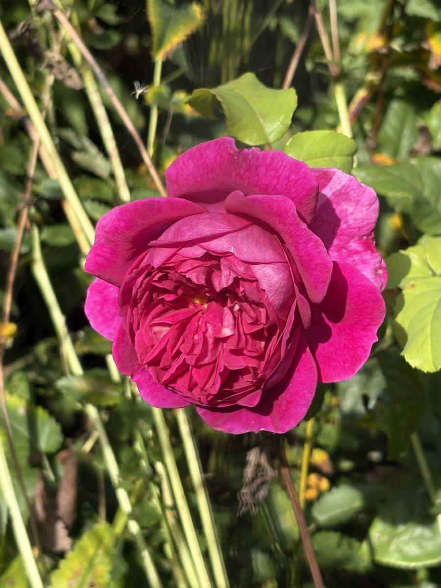 Today’s favourite rose - Young Lycidas - a great rose that now I wish I planted in a more prominent position as I sometimes overlook it. #roses #myroses #mygarden #gardening