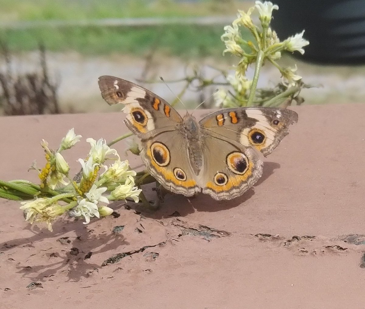 Ginger Red (@gingernoise) on Twitter photo 