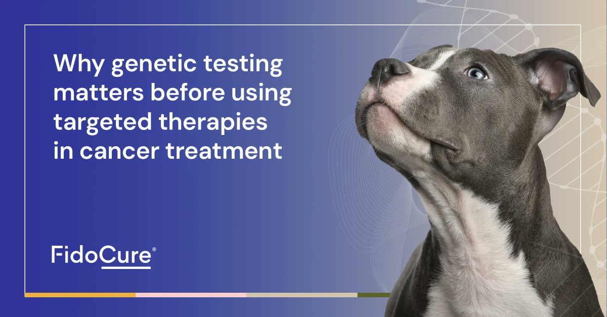 Precision matters in canine cancer care. Genetic testing helps guide targeted small molecule therapies for better outcomes and fewer side effects. 
Read more: blog.fidocure.com/fidocure-blog/…
#VeterinaryOncology #CanineCancer #PrecisionMedicine #FidoCure