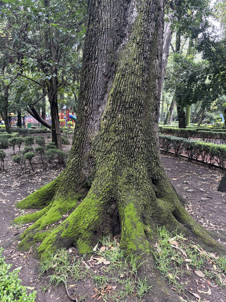 🍉 Árboles de la Ciudad de México 🍉 (@arbolescdmx) on Twitter photo Que belleza los colores del musgo creciendo sobre este fresno en el Parque México. 
La foto no lo hace honor al tamaño y belleza del tronco y a los colores tan intensos del musgo. Que belleza los colores del musgo creciendo sobre este fresno en el Parque México. 
La foto no lo hace honor al tamaño y belleza del tronco y a los colores tan intensos del musgo.