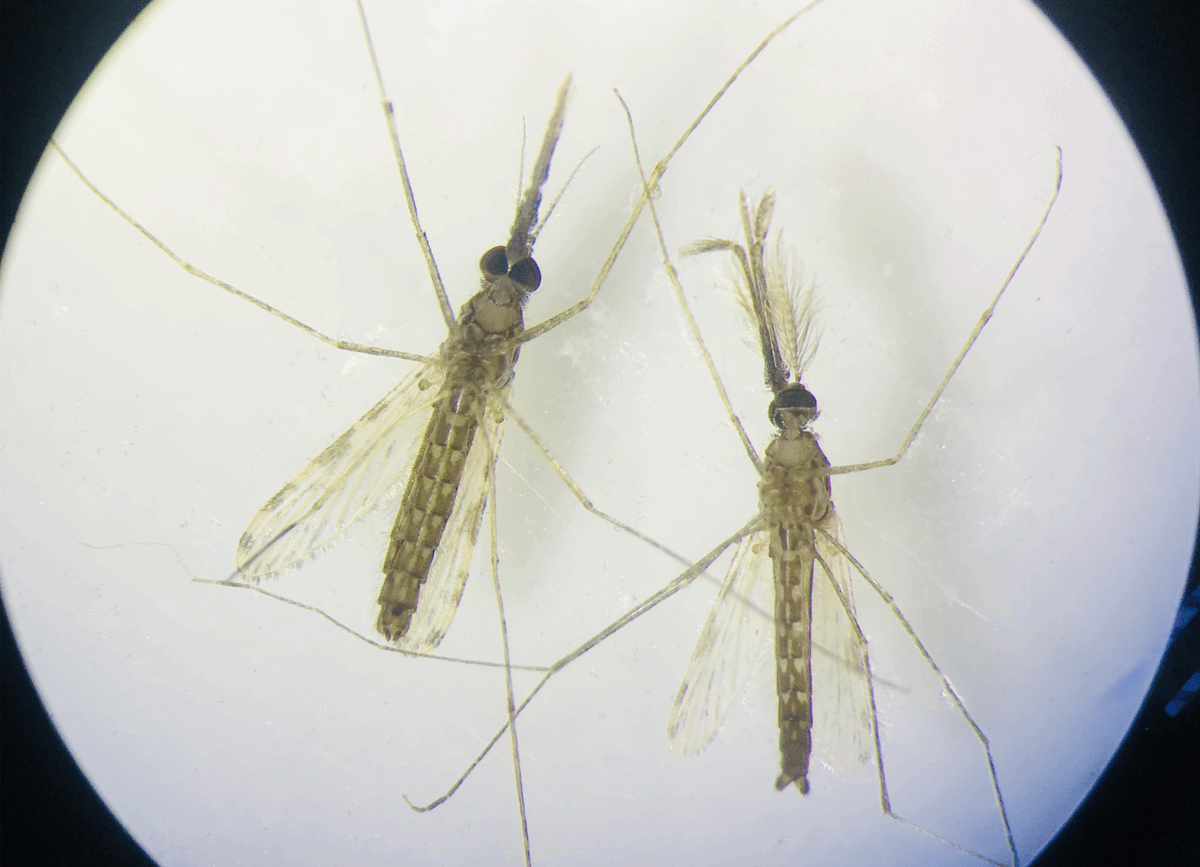 ACEME AFRICA tweet media