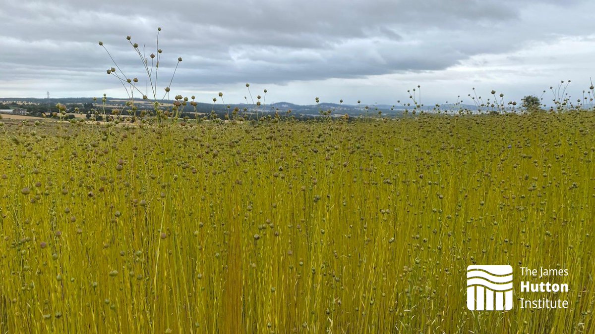 JamesHuttonInst's tweet image. 🌾 #Flax, once a staple of Scottish agriculture, could play a key role in sustainable textiles and low-impact #farming today.

We’ve been working with @SoilAssocScot Scotland through the Flax Field Lab to test this crop’s potential.

More: ow.ly/1Spp50WT7Cr