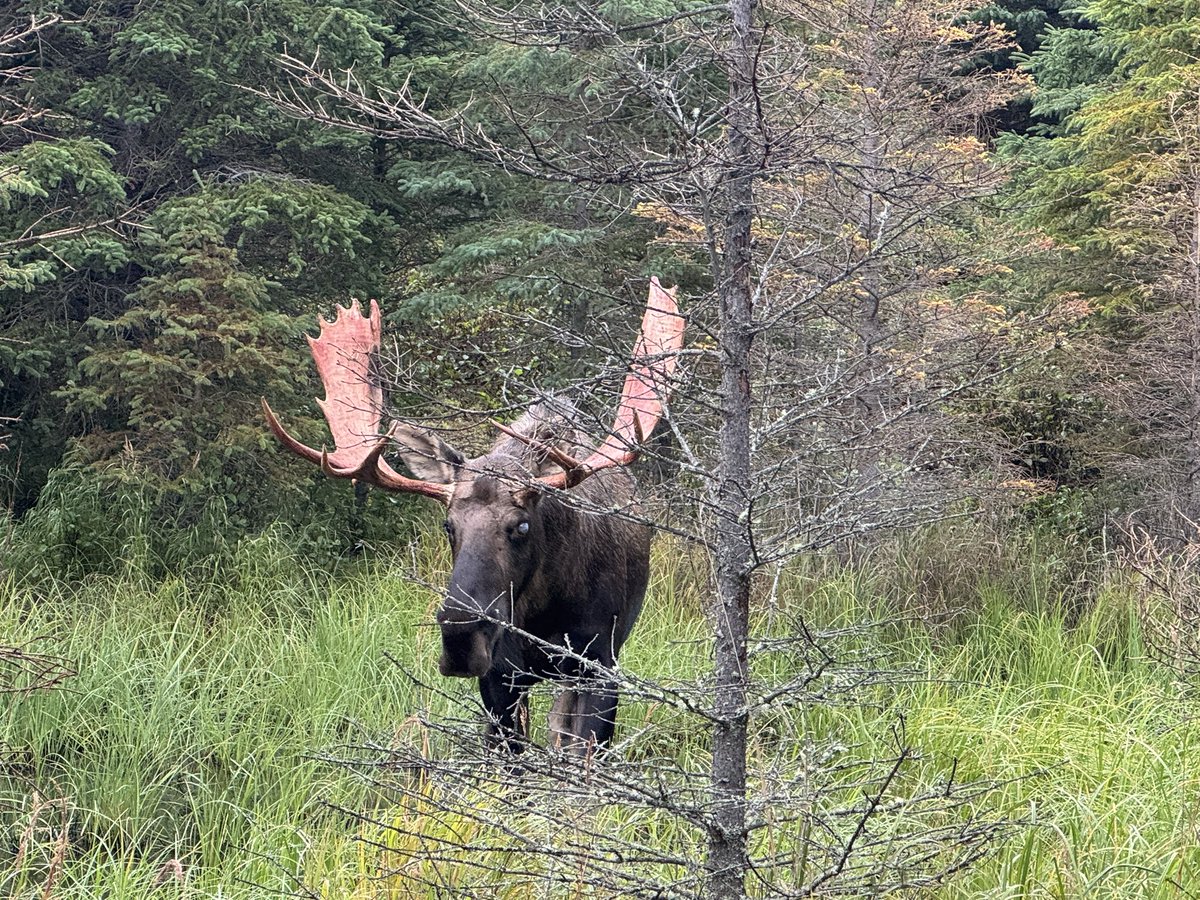 I was out last night and bumped into this forest dweller again.
