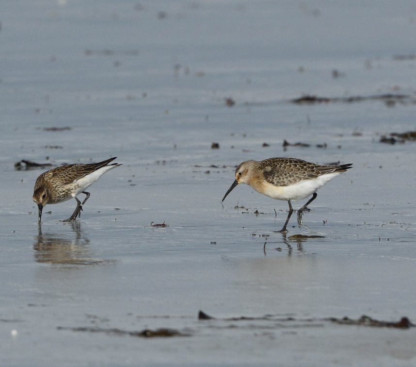 WiWildlife's tweet photo. And they're still coming! 33 Curlew Sandpipers at North Bay / Mol Mor, South Uist this morning is a record count for me in the Outer Hebs. Also a Little Stint amongst the white rumped invasion. https://t.co/eEkFMUG0b3