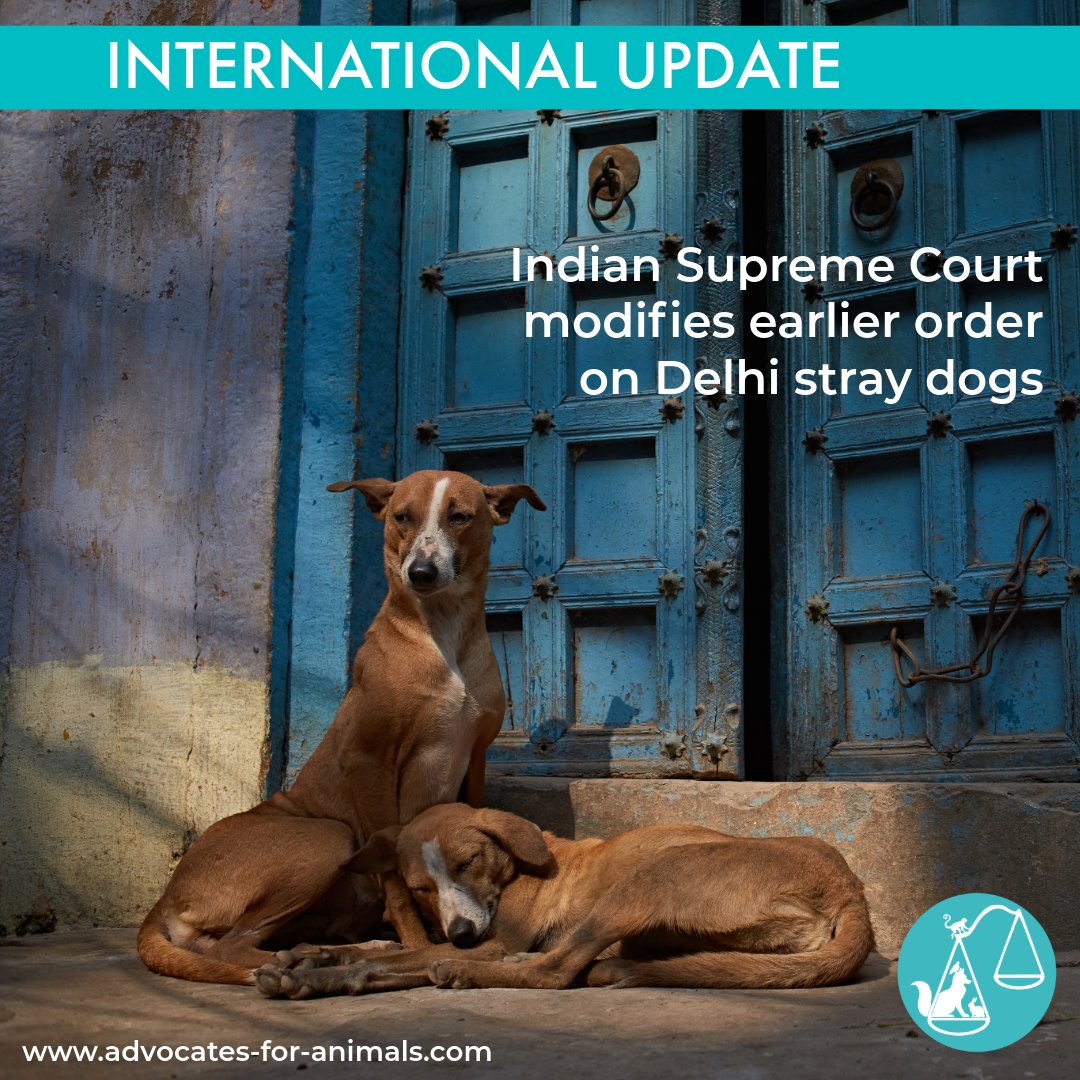 The Supreme Court of India has modified its earlier directive on stray dogs in Delhi, following significant public concern regarding animal welfare.

The Court has now ordered that all sterilised and vaccinated dogs, excluding those diagnosed with rabies, be released back into