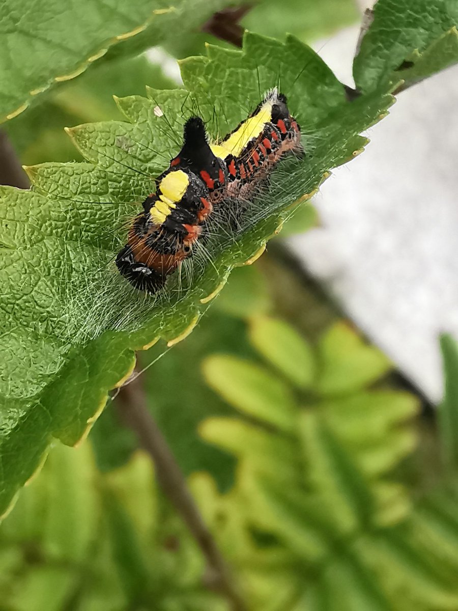 Anyone able to identify this caterpillar for me ?
Just found in the garden