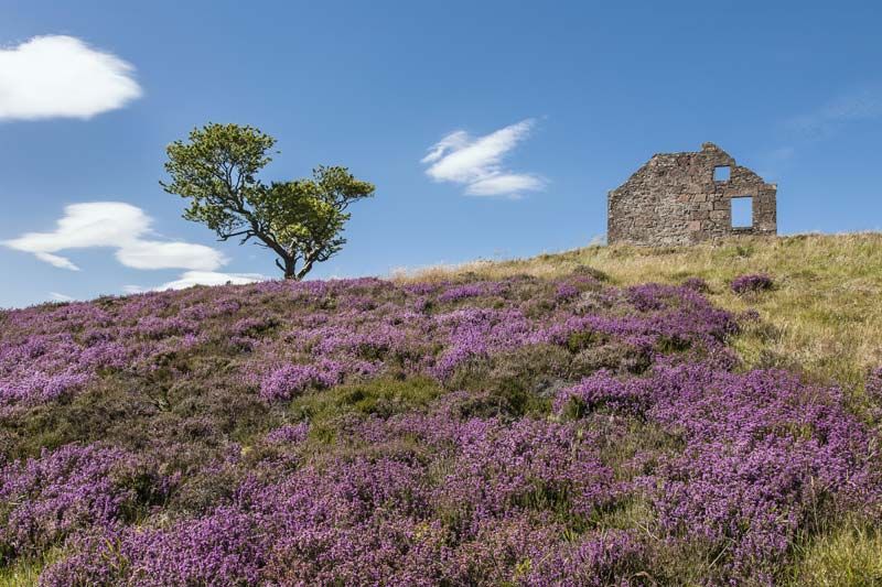 The English countryside is currently Heather maxxing. Just in case anybody was wondering.

And it's beautiful.

🏴󠁧󠁢󠁥󠁮󠁧󠁿
