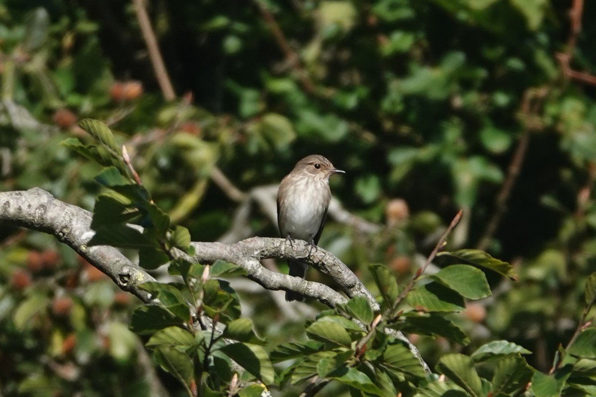 Steve Rosser tweet media