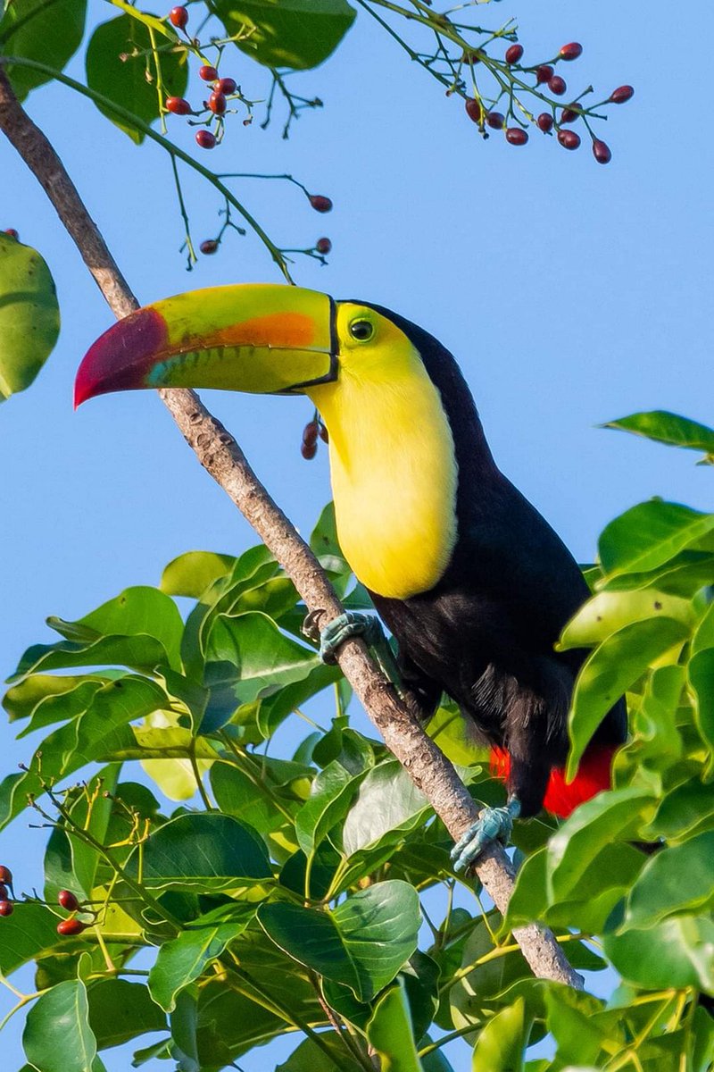 EPAPanama's tweet photo. Panama has more bird species than the entire USA and Canada combined 🐦 Time to learn “¡Mira ese pájaro!” 
Media Source: https://t.co/JrihfiGTRJ Photo by Edgar117 on Pixabay https://t.co/zxJLV44Qes
