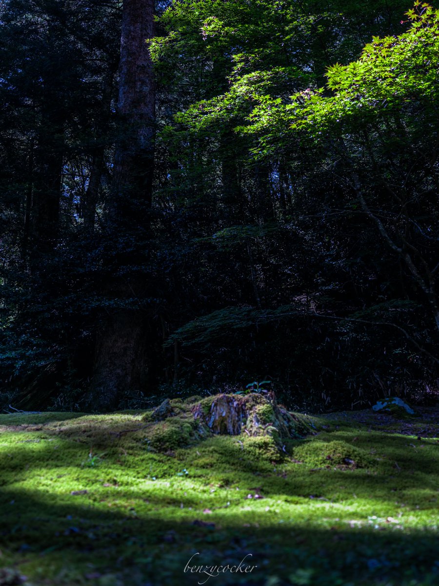 benzycocker's tweet image. 朽ちてもなお美しい。