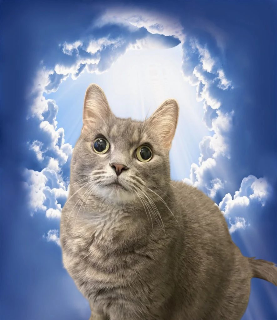 yojustdev's tweet photo. I just found new giga viral cat on Reddit with 65k upvotes in one day.

He looks like derp cat meme but in real life.

I think we should name him "derpy".

Look:https://t.co/xql3L0tful

Community: https://t.co/4kg1FcRJgD https://t.co/yKXB4cbFPr