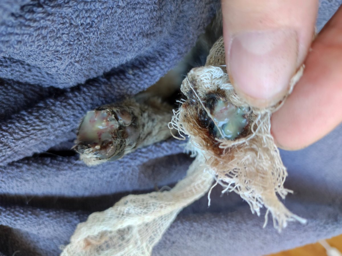 пиздец оказался в квадрате. у одного из малышей на лапке был бинт. вернее, то, во что он превратился в цеху. естественно, я его сняла, а там жесть. нету одного или двух пальчиков, гной и плохой запах. срочно еду к хирургу в клинику. если кто сможет помочь, реквизиты ниже твитом😢