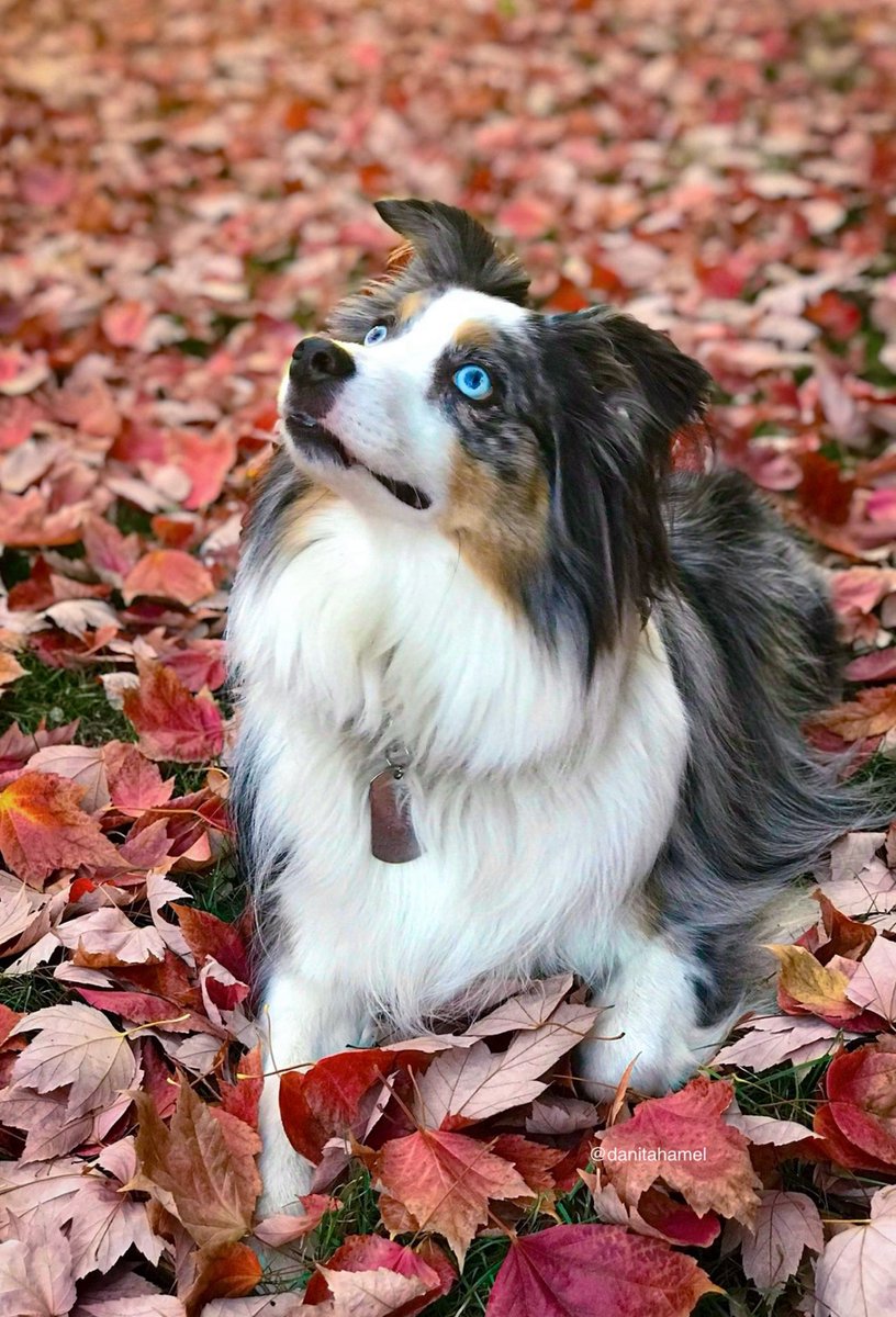 danitahamel's tweet photo. Happy Monday everyone!☕️🫖🥰👋🏻

Let’s see your leaves.🍃🍂🍁
#Leaves https://t.co/rxuJefC3h8