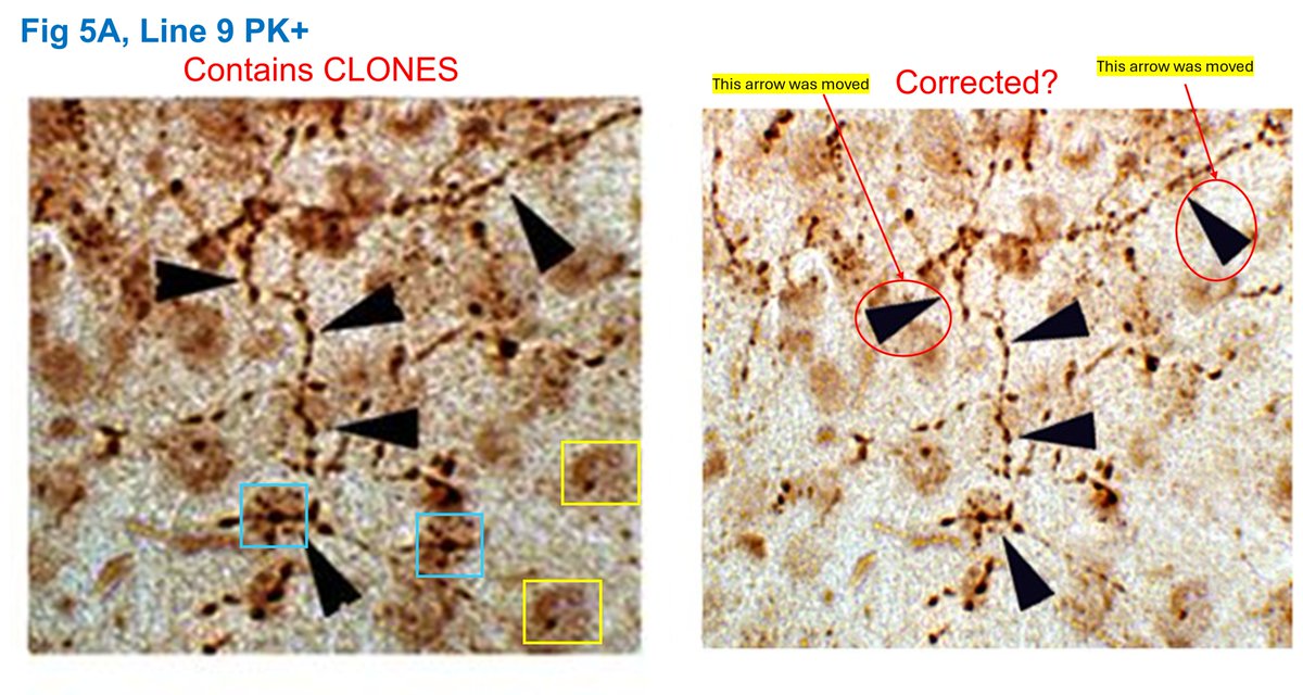 An Open Letter to the Editor-in-Chief of Brain

Dear Editor,

Last week I emailed you regarding the correction academic.oup.com/brain/article/… Rockenstein et al., 2014 academic.oup.com/brain/article/… Brain. That correction failed to explain the removal of cloned sections in Fig. 5A (Line 9 PK+
