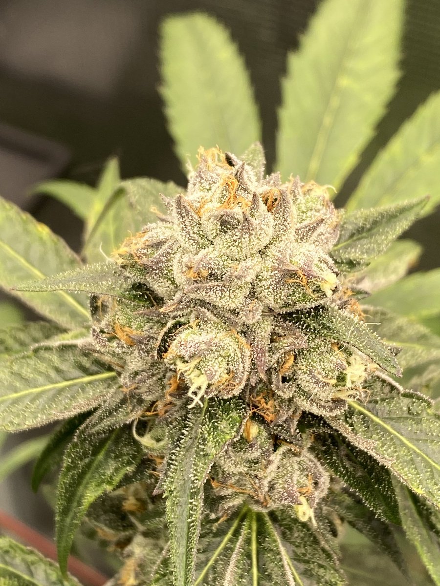 OC Runtz by <a href="/breeder_j/">Breeder J</a> nearing the end of week 6