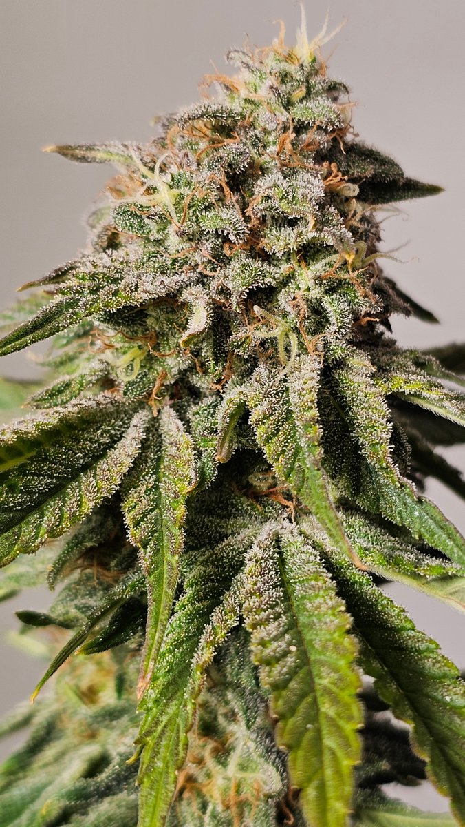 Barry Pie 
Girl Scout Cookies × Blueberry. 
Resin-heavy, trichome-packed, with excellent wash returns. Sweet berry notes and creamy pie undertones make it a hashmaker’s favorite.

➡ [hwseeds.de]

#BarryPie #HWSeeds #seedplant