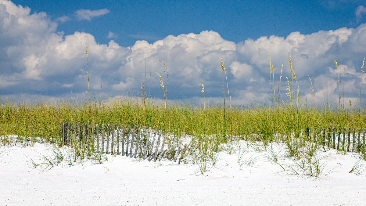 Thinking back to a bright afternoon in Destin, where the waves gently cascaded and the sun's rays glistened along Florida's Gulf Coast! Here, in this picture, the untended grass grows tall along a dilapidated fence. ☀️

#DestinDays #TimelessCaptures #BeachMemories #Photography