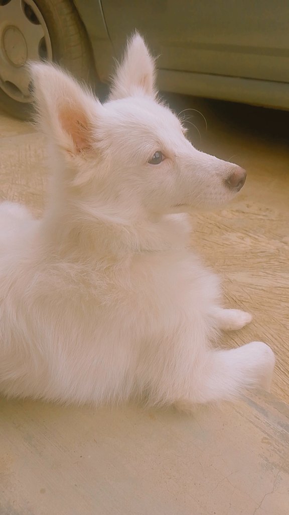SNOW ❄️ KUK'S BABY tweet media