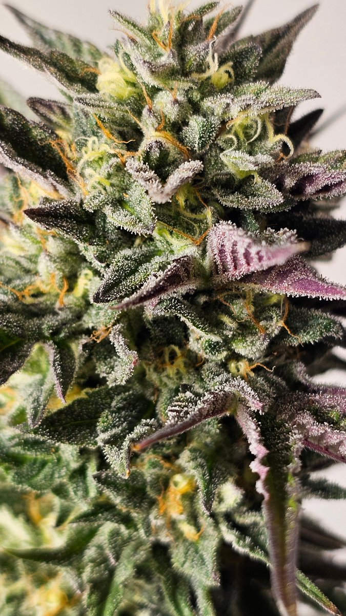 Gary Payton 
 Resin-dense, trichome-frosted buds deliver outstanding wash yield and potent extracts. Earthy-diesel aroma with peppery, citrus-lavender undertones.

➡ [hwseeds.de]

#GaryPayton #seedplant #HWSeeds