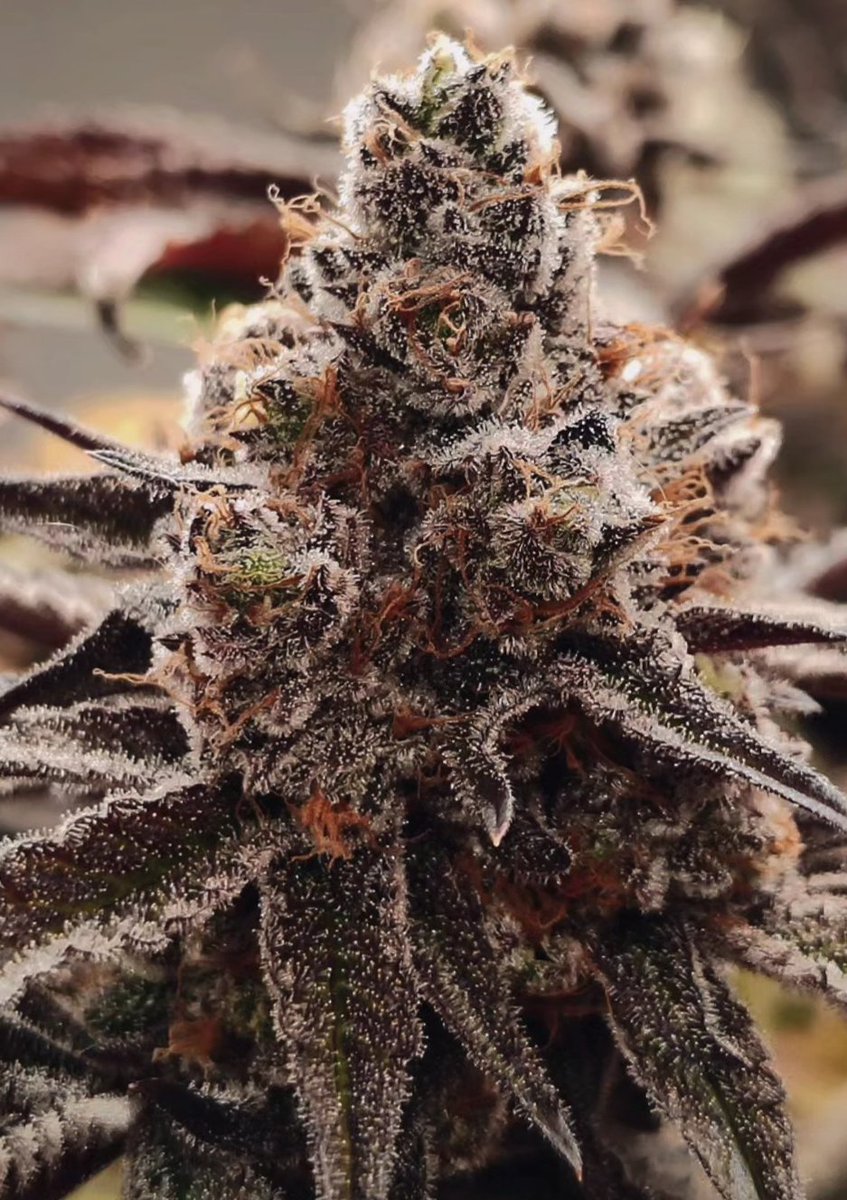 Mango Cream).
Dense, ultra-resinous buds with heavy trichome coverage and top-tier wash yields. Sweet mango-creamy fruit with citrus-diesel edge ideal for premium extracts.   Soldout...
➡ [hwseeds.de] 
#seedplant
#MangoCream #HashmakersChoice #HWSeeds