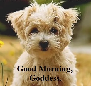 SweetLilPuppy's tweet photo. @alygiantessa #MyGoddessAly #PuppysTrampleFantasy
😘🐕❤️👣😋 https://t.co/wfIu9ffx8S