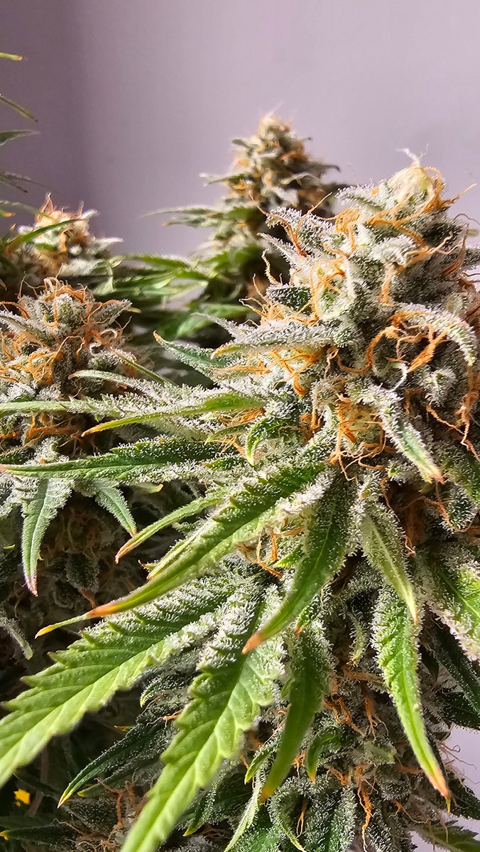 Biscotti – Gelato #25 × South Florida OG.
Ultra-resinous, trichome-frosted buds and top-tier wash yields. Sweet cookie-dough aroma with nutty, spice and diesel undertones—an extract artist’s dream.
➡ [hwseeds.de]

#Biscotti #seedplant #HWSeeds