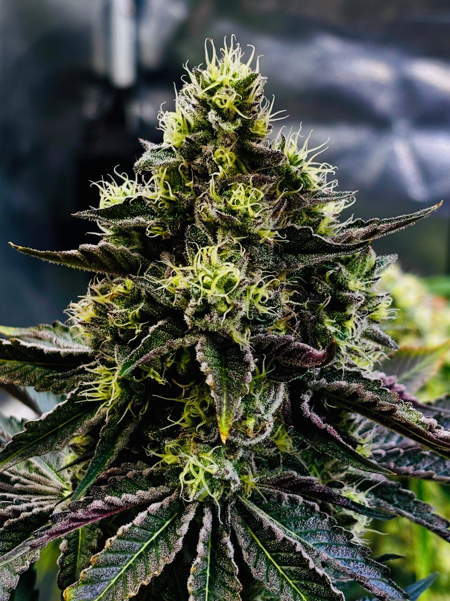 Kazkarilla – legendary Hashmaker favorite. Exceptionally resinous, trichome-rich buds ideal for top wash yields. Complex aroma layers—from sweet floral to spicy earth—crafted for precision extraction.