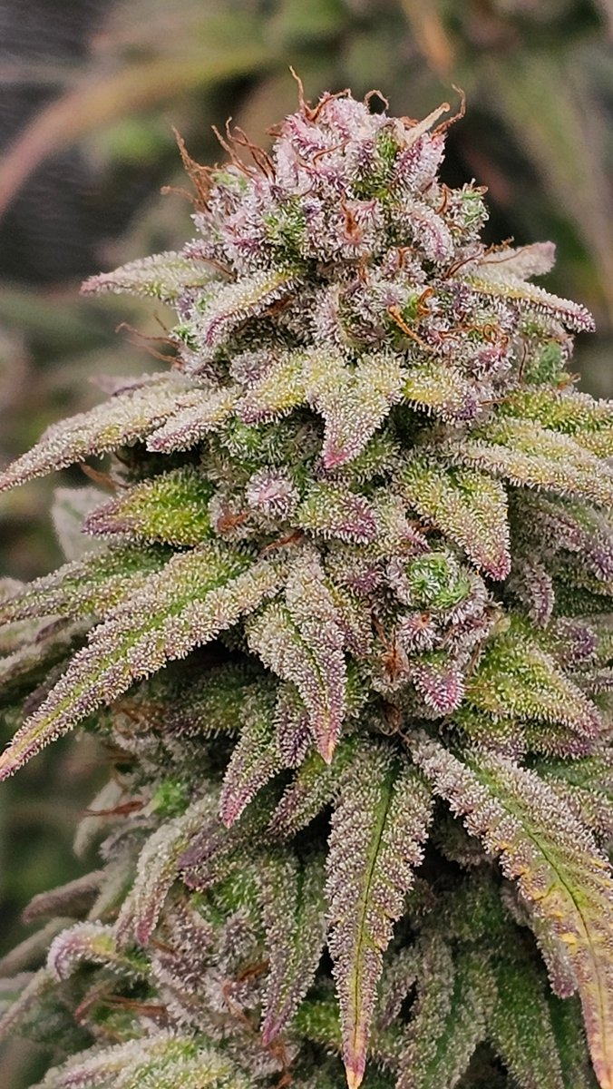 Mandarin
Dense trichome coverage, citrus-orange aromatics and above-average hash yields make it a washer's gem.

➡ [hwseeds.de]

#Mandarin #seedplant #HWSeeds