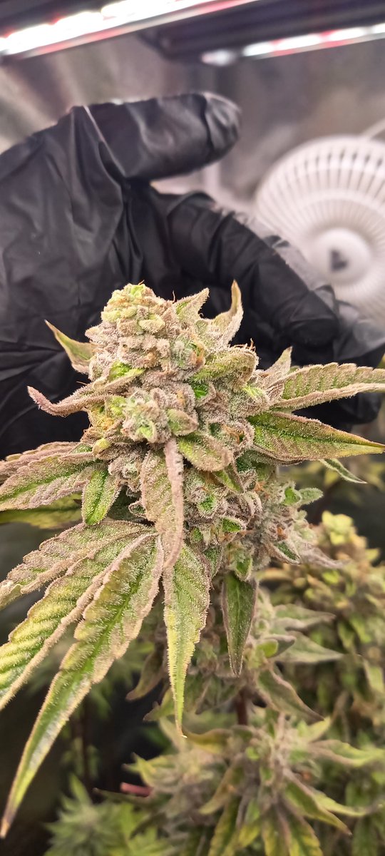 Mirinda Lemon – a hashmaker’s delight. Exceptionally resinous buds with dense trichome coverage and stellar wash yields. Bright citrus-lemon aroma elevates every concentrate.

#MirindaLemon #seedplant