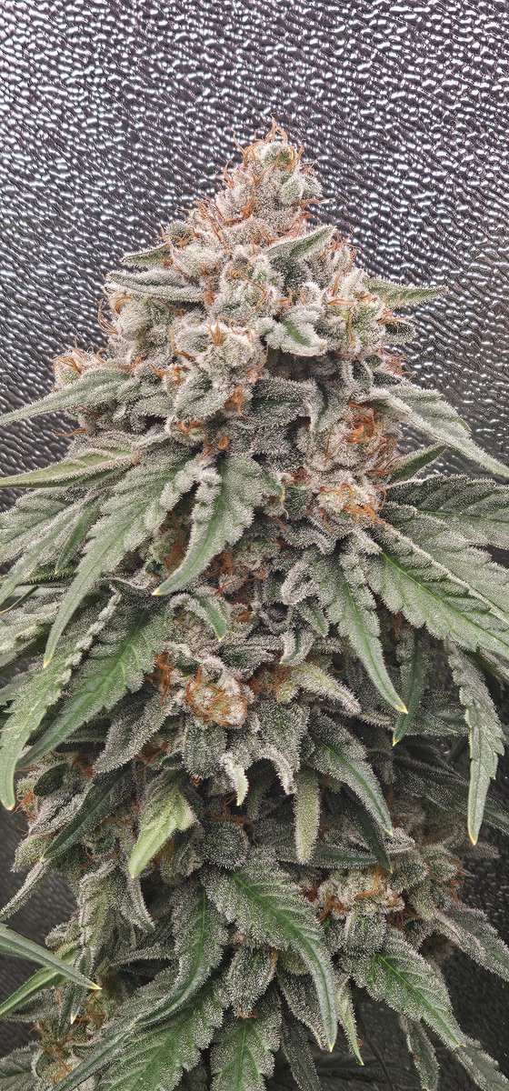 OG Baba TerpZ
any Kush × Zkittlez.
Heavy 25–30 % THC, ultra-resinous buds with dense trichome coverage and solid wash yields. Pure Kush meets tropical fruit tones—crafted for elite extraction.
➡ [hwseeds.de]

#OGBabaTerpZ #seedplant #HWSeeds